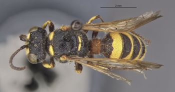 Media type: image;   Entomology 13766 Aspect: habitus dorsal view